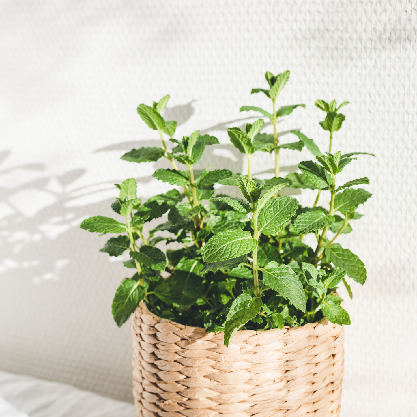 Aceite Esencial de Menta