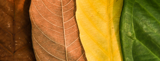 🍂 Cómo adaptar tu rutina de skincare al clima