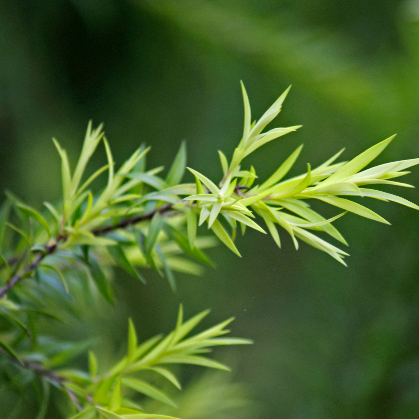 Aceite Esencia de Árbol del Té