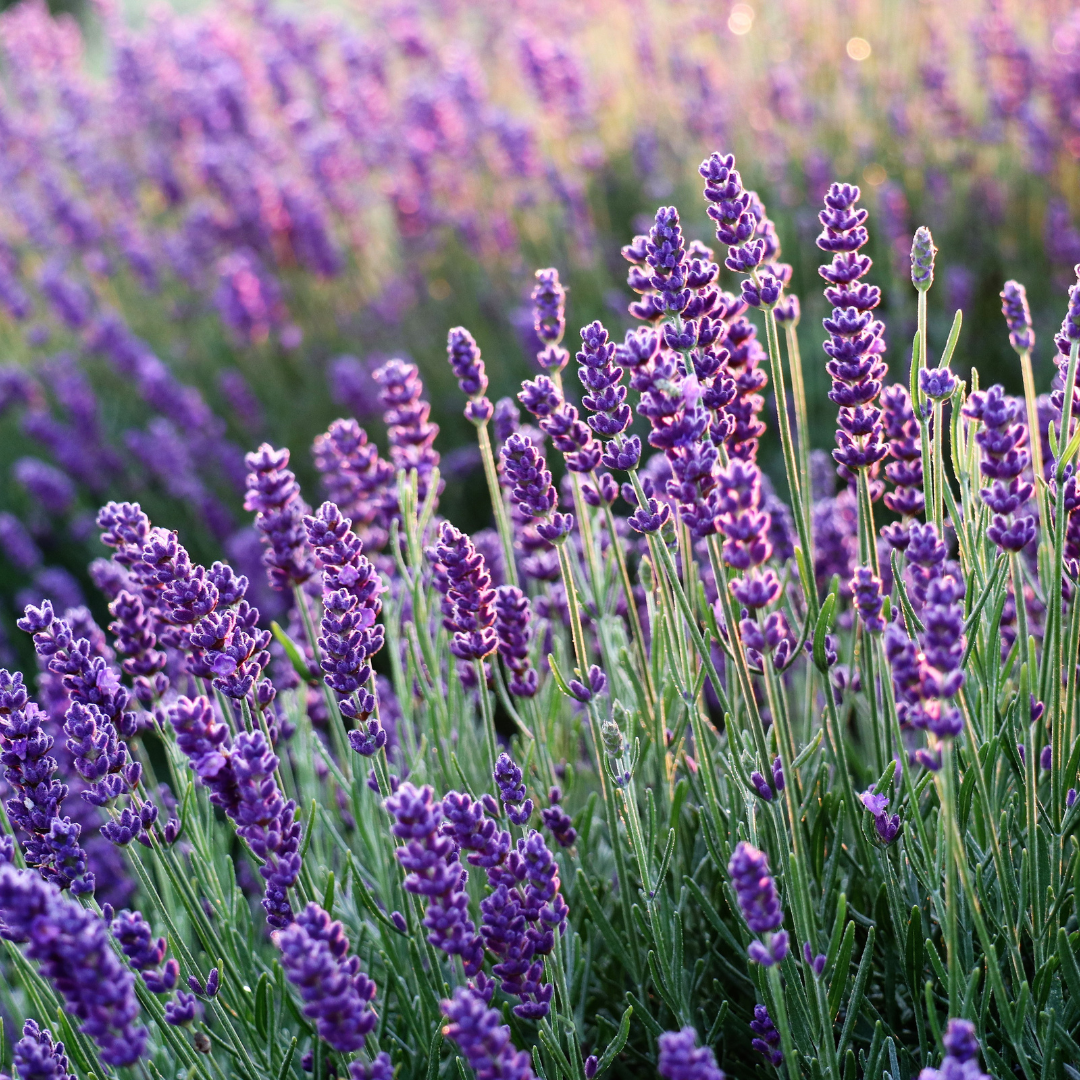 Crema corporal Biodegradable con Lavanda